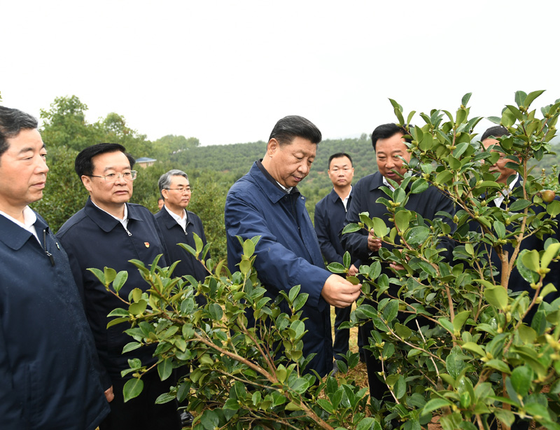 　　9月16日至18日，中共中央總書記、國(guó)家主席、中央軍委主席習(xí)近平在河南考察。這是17日上午，習(xí)近平來到信陽市光山縣槐店鄉(xiāng)司馬光油茶園，實(shí)地察看油茶樹種植和掛果情況。新華社記者 謝環(huán)馳 攝